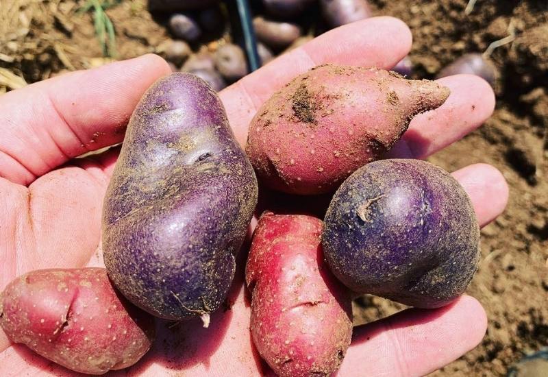 Everything You Need To Know About Heirloom Potatoes—Including What Makes Them So Special 5