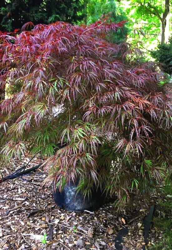 14 Dwarf Japanese Maple Varieties For Small Gardens Or Containers 9