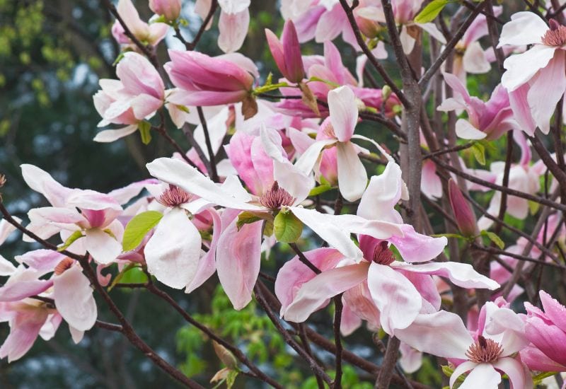 Daybreak magnolia flowers
