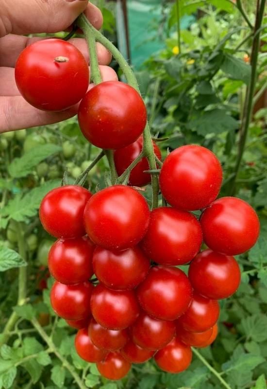 14 Awesome Cherry Tomato Varieties You Should Consider Growing 5