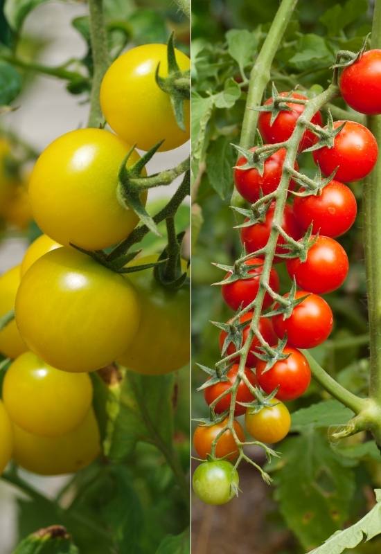 14 Awesome Cherry Tomato Varieties You Should Consider Growing 2