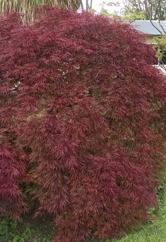14 Dwarf Japanese Maple Varieties For Small Gardens Or Containers 9
