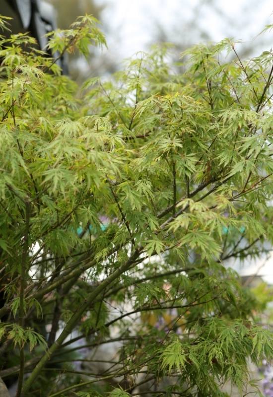 14 Dwarf Japanese Maple Varieties For Small Gardens Or Containers 13