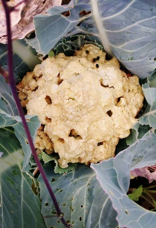 What Are The Black Spots on Cauliflower And Are Are They Safe to Eat? 6