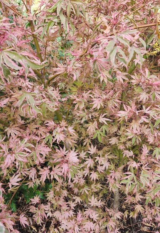 14 Dwarf Japanese Maple Varieties For Small Gardens Or Containers 11