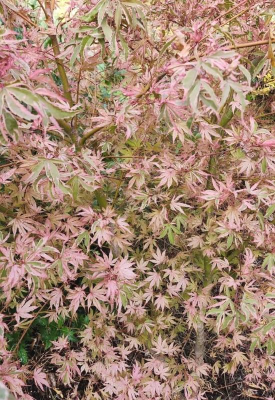 14 Dwarf Japanese Maple Varieties For Small Gardens Or Containers 10