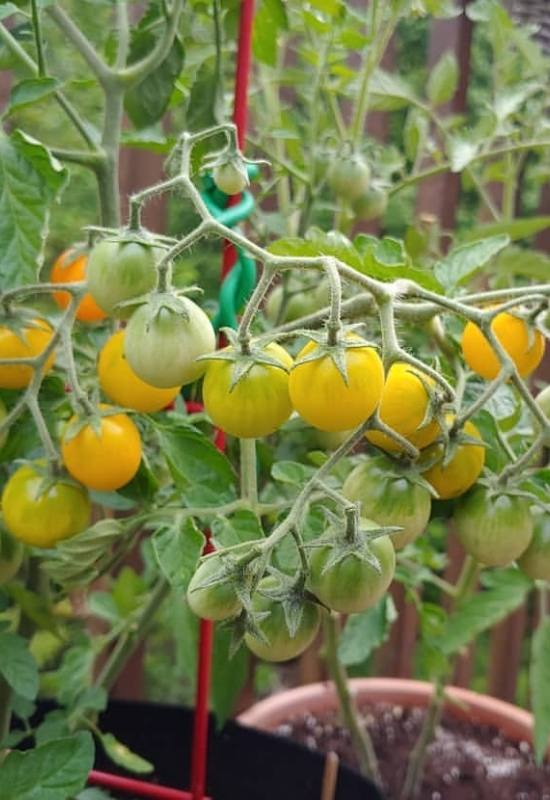 14 Awesome Cherry Tomato Varieties You Should Consider Growing 20