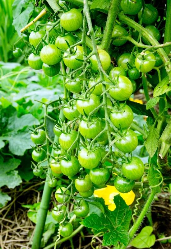 14 Awesome Cherry Tomato Varieties You Should Consider Growing 24