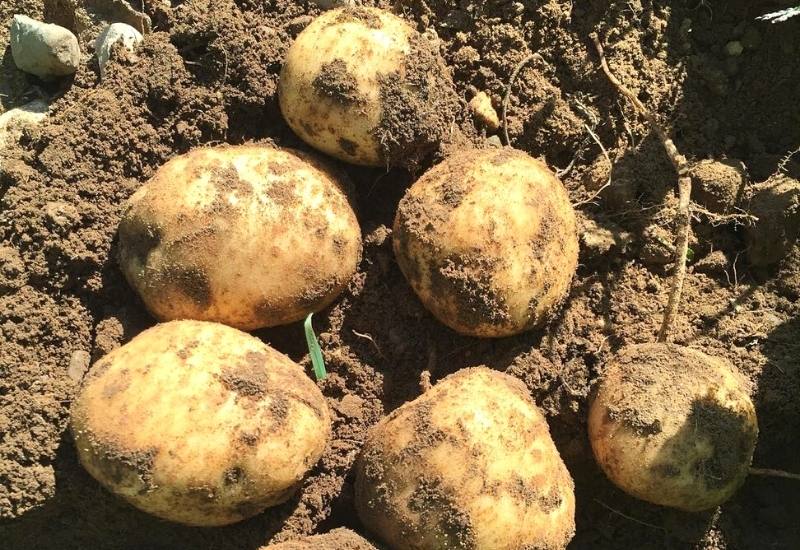 Everything You Need To Know About Heirloom Potatoes—Including What Makes Them So Special 18