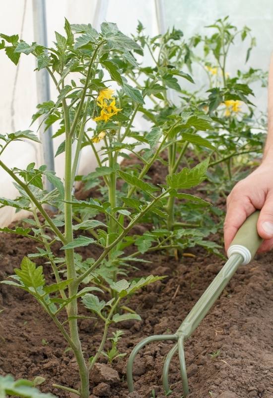 14 Awesome Cherry Tomato Varieties You Should Consider Growing 6