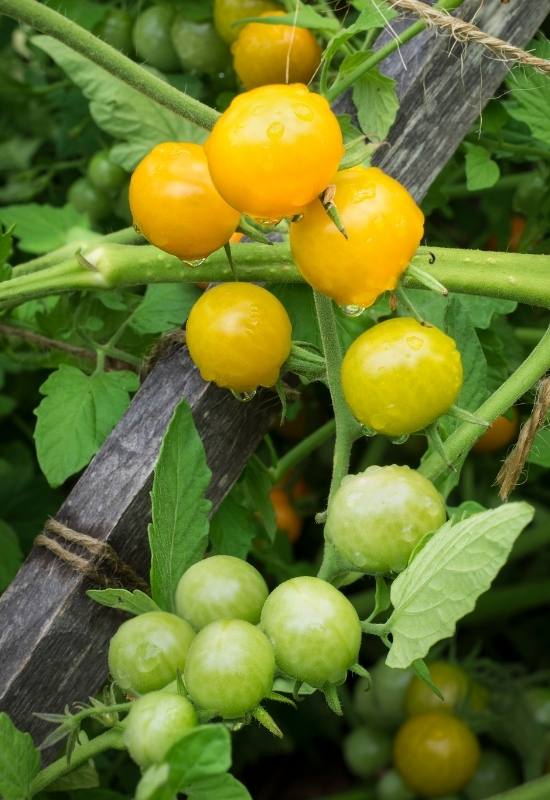 14 Awesome Cherry Tomato Varieties You Should Consider Growing 10