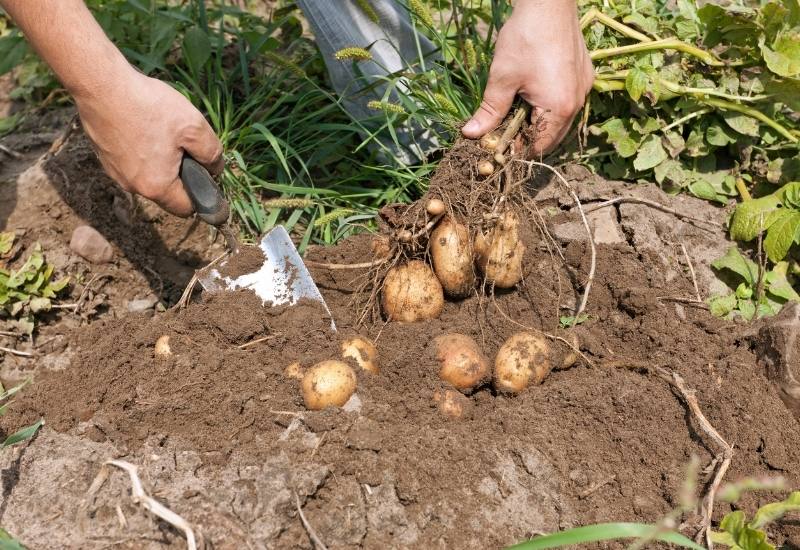 Everything You Need To Know About Heirloom Potatoes—Including What Makes Them So Special 7