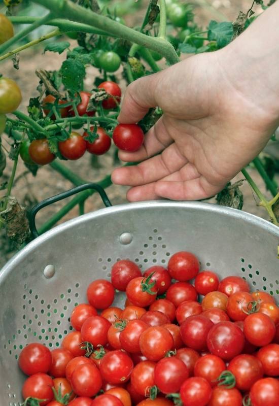 14 Awesome Cherry Tomato Varieties You Should Consider Growing 11