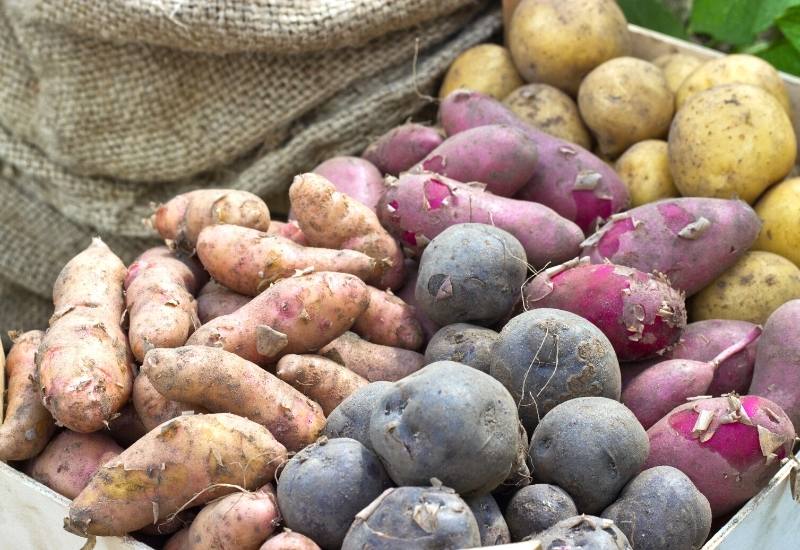 Everything You Need To Know About Heirloom Potatoes—Including What Makes Them So Special 4