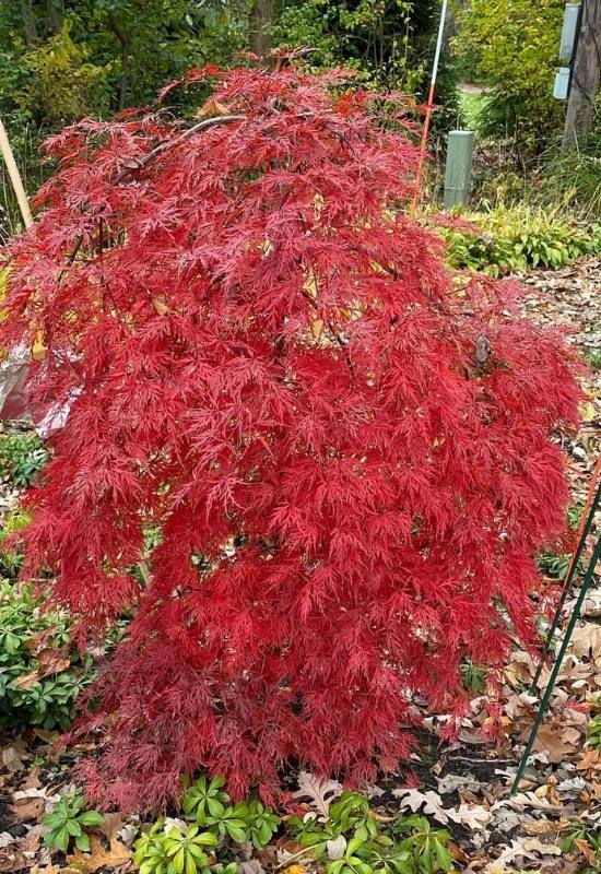 14 Dwarf Japanese Maple Varieties For Small Gardens Or Containers 4