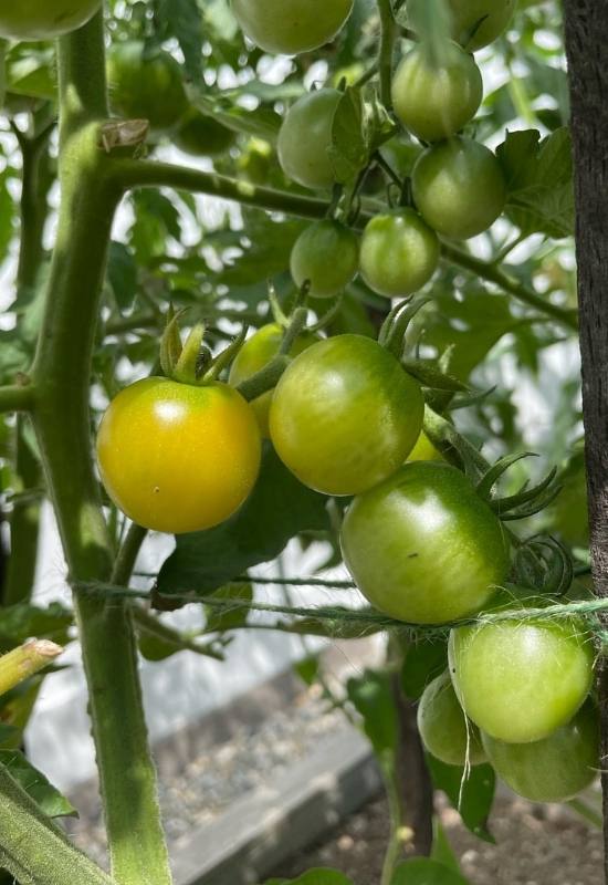 14 Awesome Cherry Tomato Varieties You Should Consider Growing 25