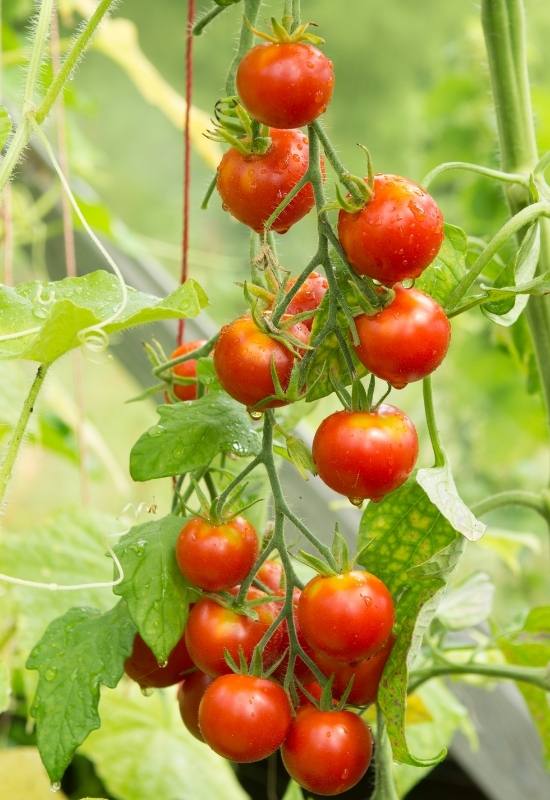 14 Awesome Cherry Tomato Varieties You Should Consider Growing 23