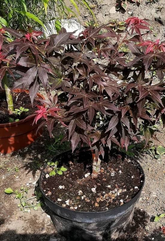 14 Dwarf Japanese Maple Varieties For Small Gardens Or Containers 13