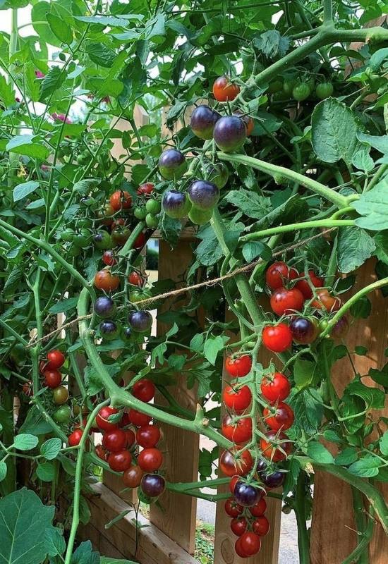 14 Awesome Cherry Tomato Varieties You Should Consider Growing 17
