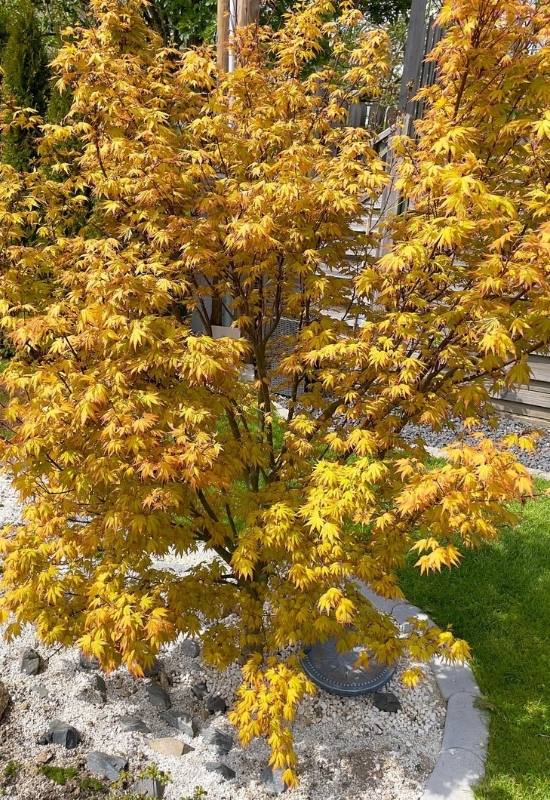 14 Dwarf Japanese Maple Varieties For Small Gardens Or Containers 5