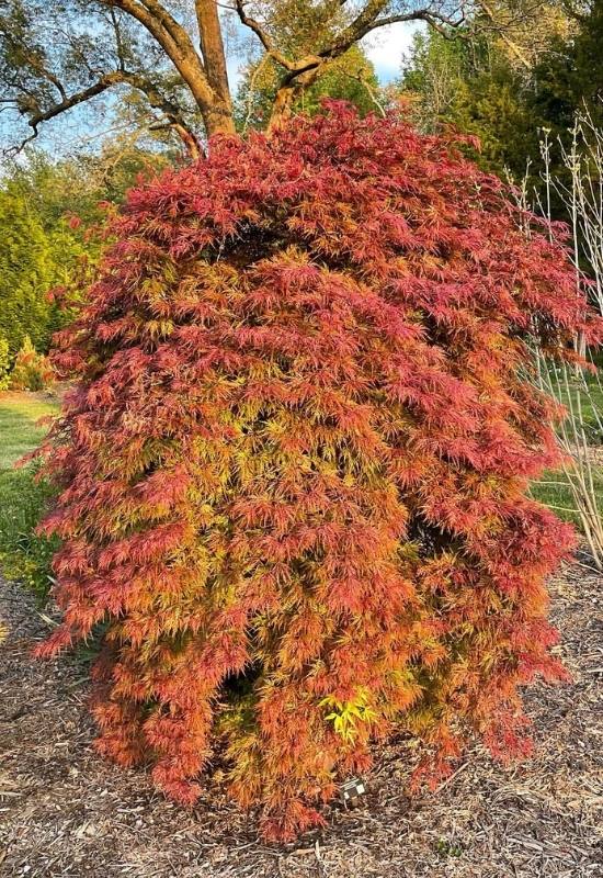 14 Dwarf Japanese Maple Varieties For Small Gardens Or Containers 14