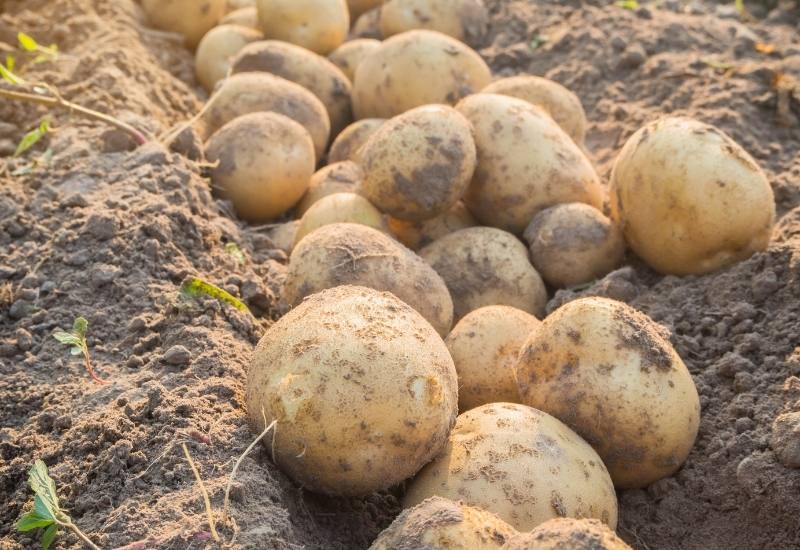 Everything You Need To Know About Heirloom Potatoes—Including What Makes Them So Special 9