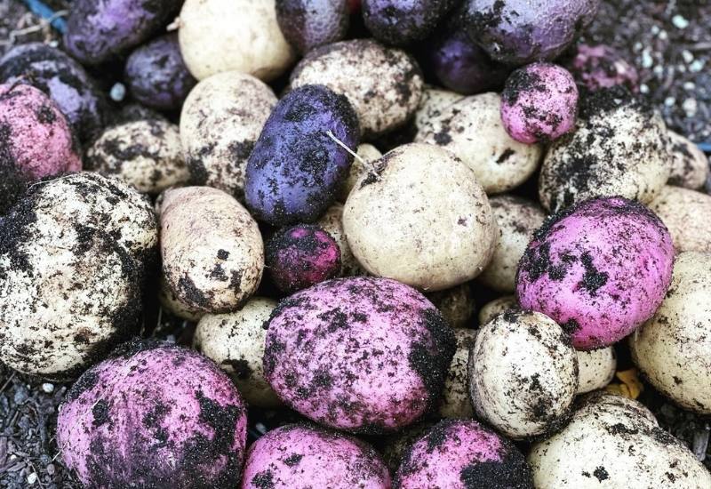 Everything You Need To Know About Heirloom Potatoes—Including What Makes Them So Special 2
