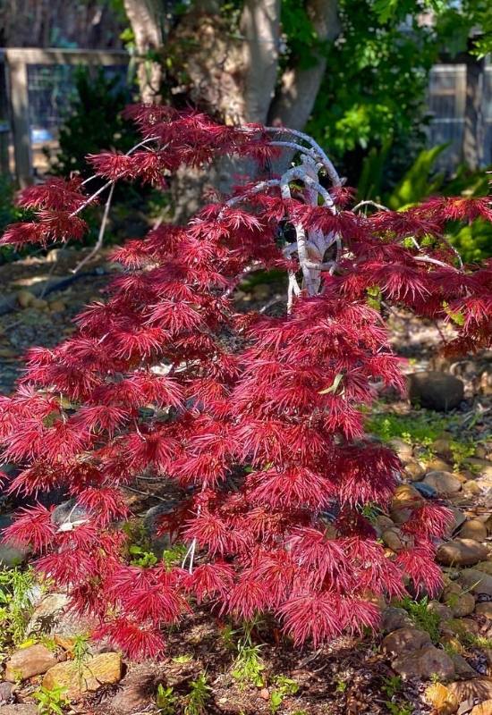 14 Dwarf Japanese Maple Varieties For Small Gardens Or Containers 6