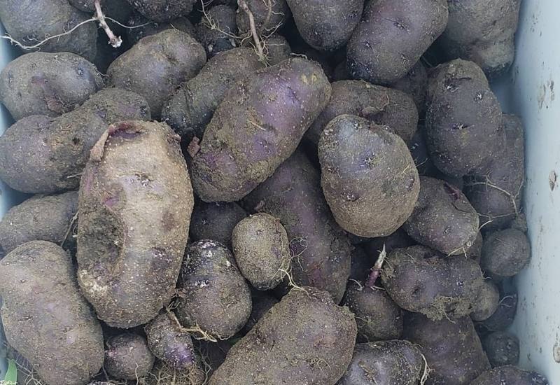 Everything You Need To Know About Heirloom Potatoes—Including What Makes Them So Special 17