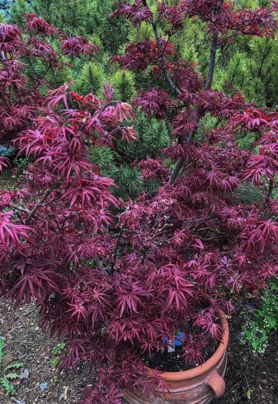 14 Dwarf Japanese Maple Varieties For Small Gardens Or Containers 5