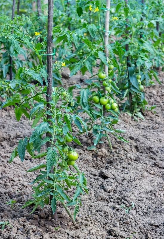 14 Awesome Cherry Tomato Varieties You Should Consider Growing 8