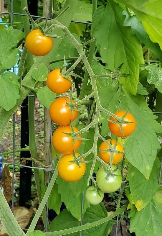14 Awesome Cherry Tomato Varieties You Should Consider Growing 19
