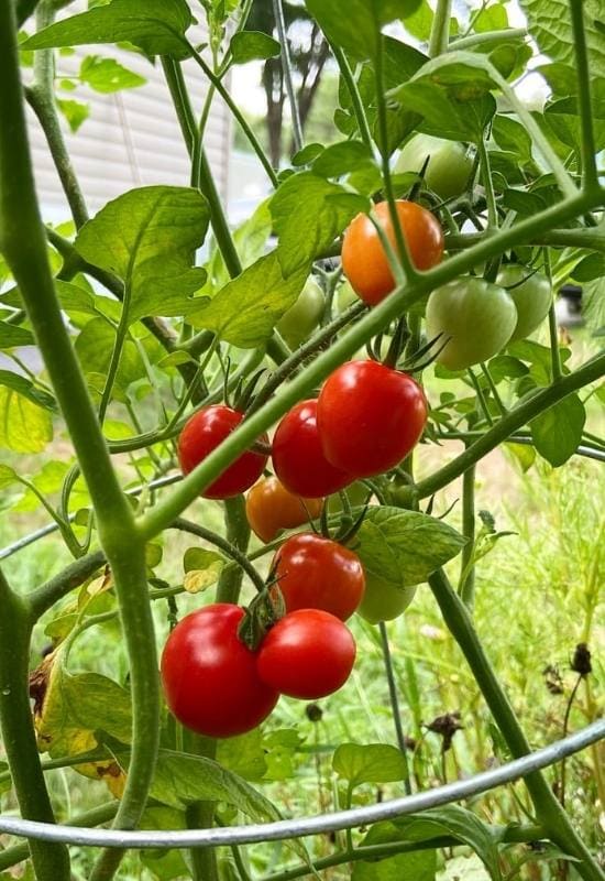 14 Awesome Cherry Tomato Varieties You Should Consider Growing 16