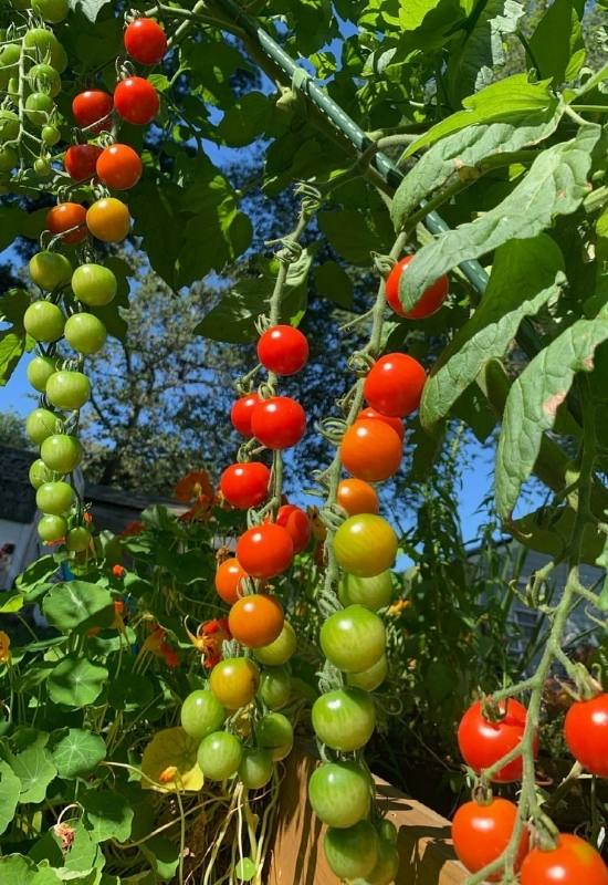 14 Awesome Cherry Tomato Varieties You Should Consider Growing 15