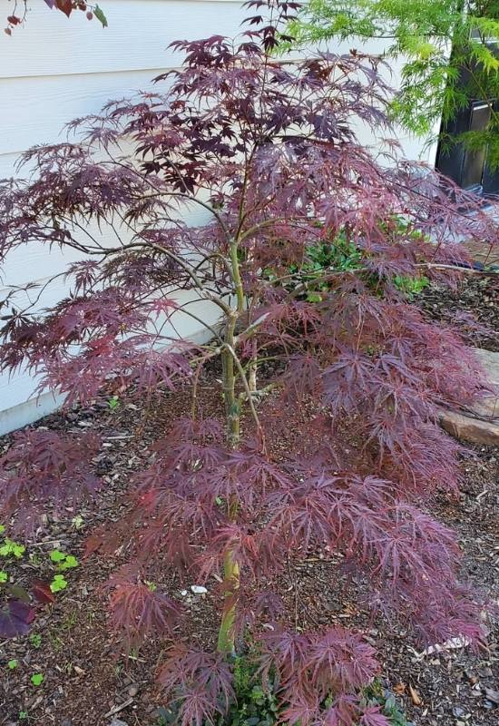 14 Dwarf Japanese Maple Varieties For Small Gardens Or Containers 2