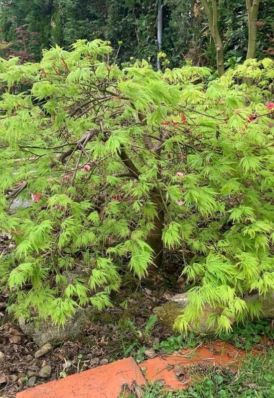 14 Dwarf Japanese Maple Varieties For Small Gardens Or Containers 11