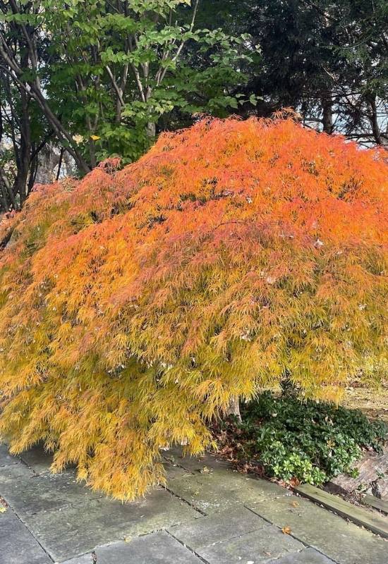 14 Dwarf Japanese Maple Varieties For Small Gardens Or Containers 2