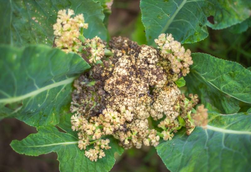 What Are The Black Spots On My Cauliflower And What Can I Do About It