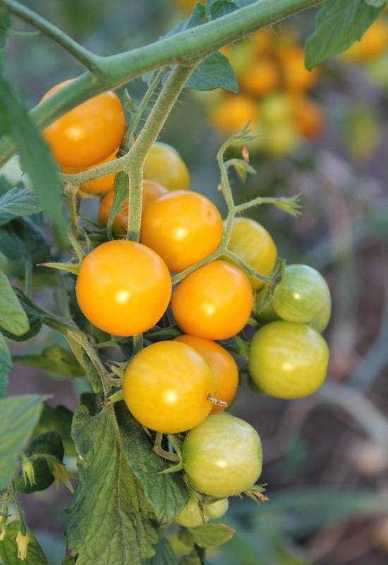 14 Awesome Cherry Tomato Varieties You Should Consider Growing 21