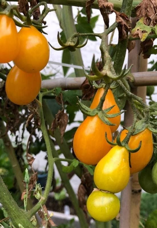 14 Awesome Cherry Tomato Varieties You Should Consider Growing 22