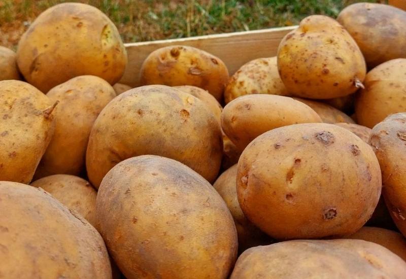 Everything You Need To Know About Heirloom Potatoes—Including What Makes Them So Special 12