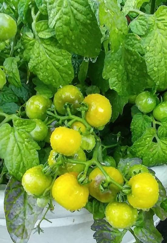 14 Awesome Cherry Tomato Varieties You Should Consider Growing 12