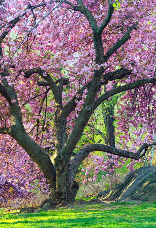12 Pink Flowering Trees that Add a Feminine Flair to Your Garden 12