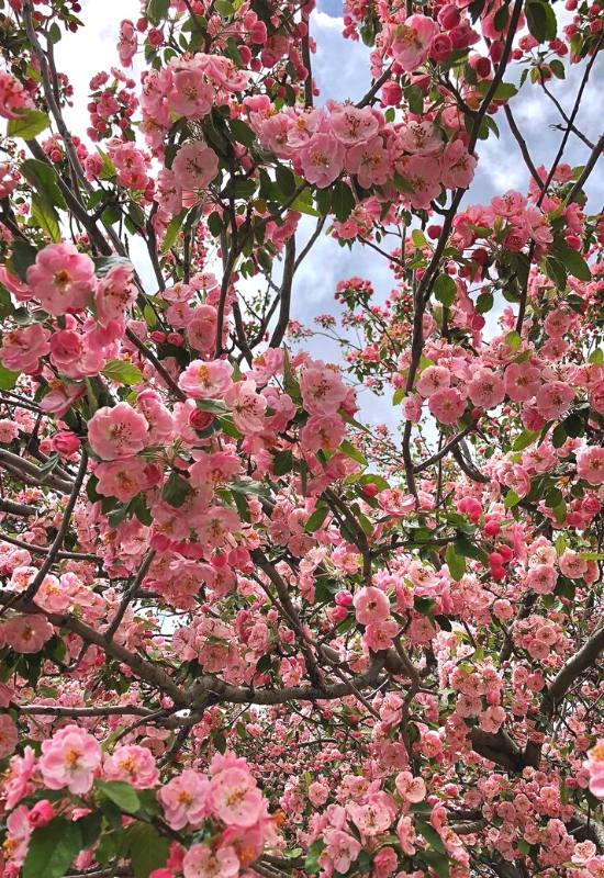12 Pink Flowering Trees that Add a Feminine Flair to Your Garden 7