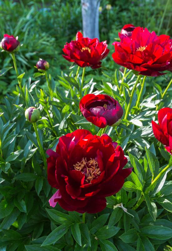 21 Ravishing Red Peony Varieties That'll Turn Your Garden into a Romantic Paradise! 1