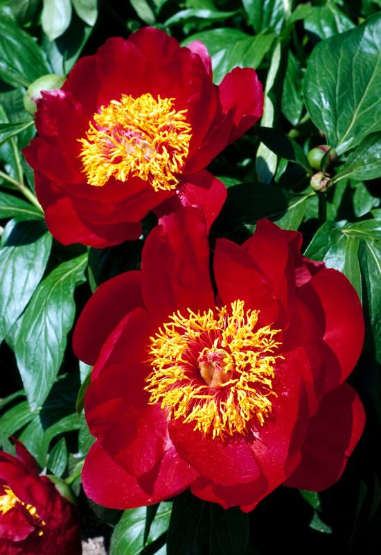 21 Ravishing Red Peony Varieties That'll Turn Your Garden into a Romantic Paradise! 10