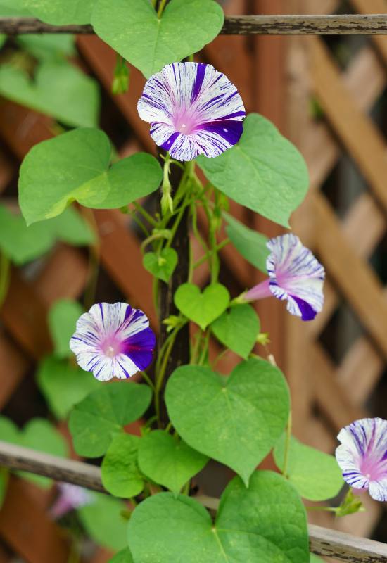 15 Show-Stopping Morning Glory Varieties for a Picture-Perfect Home Garden! 10