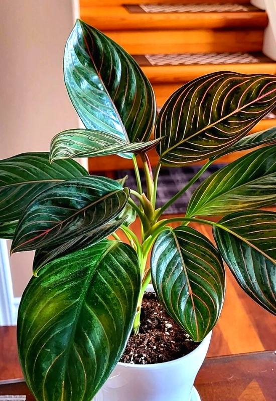 25 Vibrant Aglaonema Varieties To add In Your Plant Collection 33