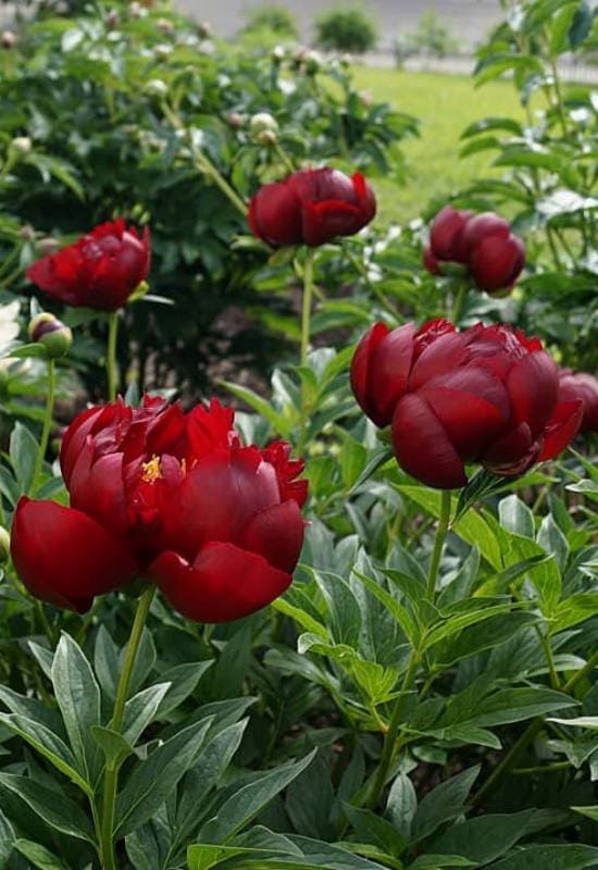 21 Ravishing Red Peony Varieties That'll Turn Your Garden into a Romantic Paradise! 12