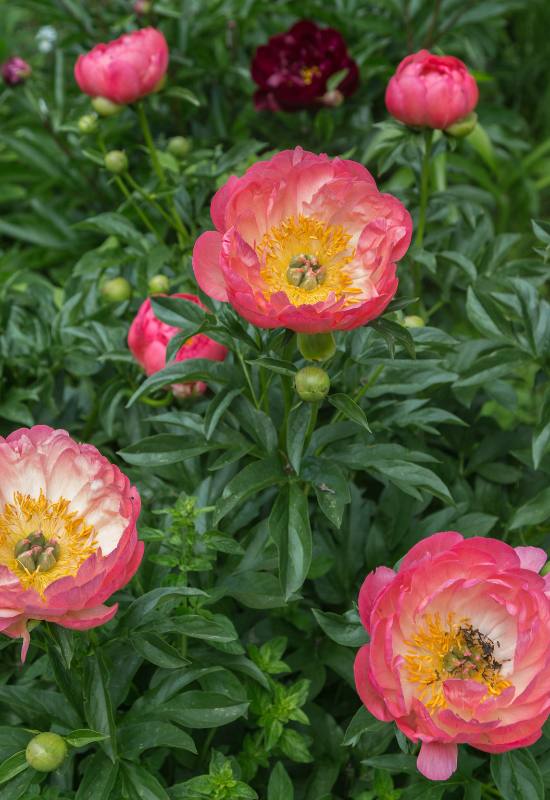 21 Ravishing Red Peony Varieties That'll Turn Your Garden into a Romantic Paradise! 5